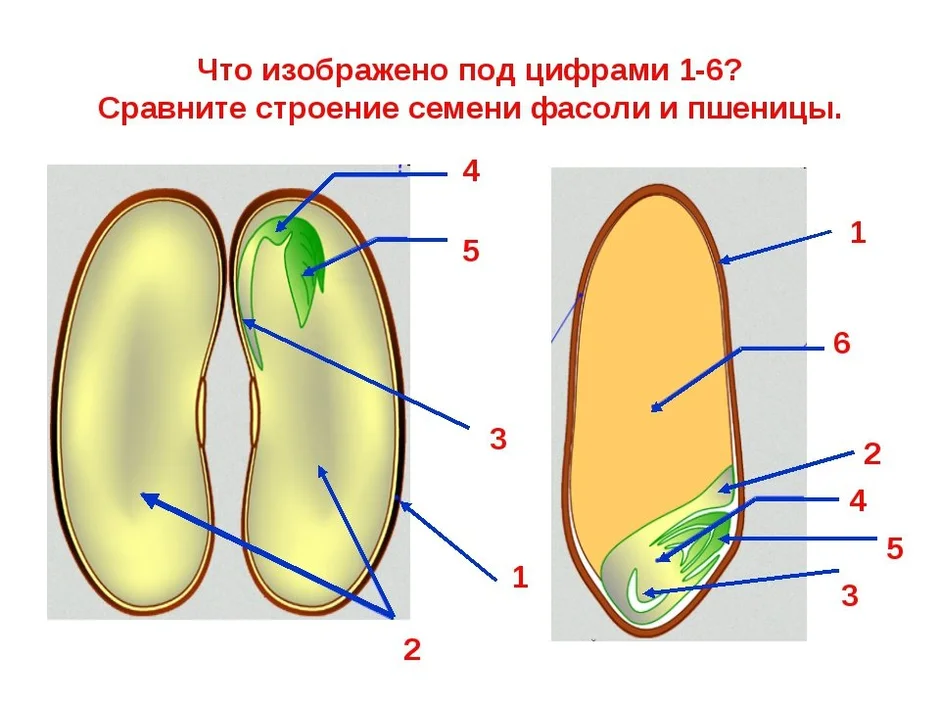 Выбери картинки на которых представлены семена однодольных растений семя перца семя фасоли