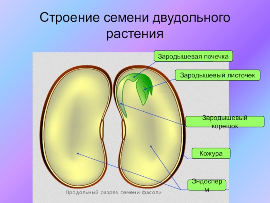 6 однодольных растений. Строение семян двух дольных и однодольных растений. Строение семени двудольного растения. Строение семени однодольных и двудольных. Строение семени однодольного растения.