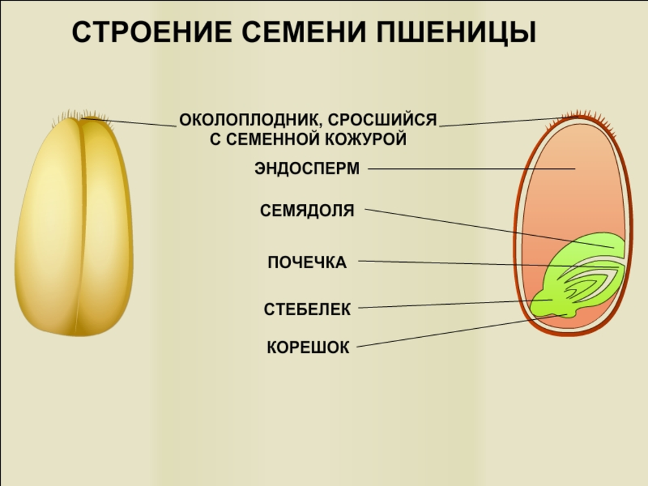 Строение семян однодольных и двудольных растений