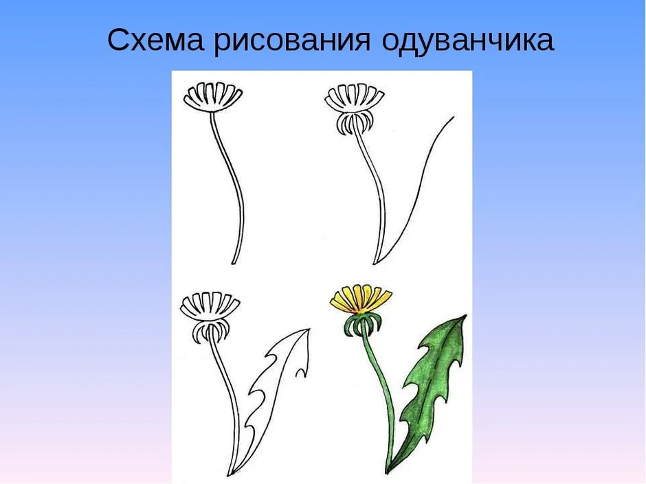 Нарисовать одуванчик карандашом для детей