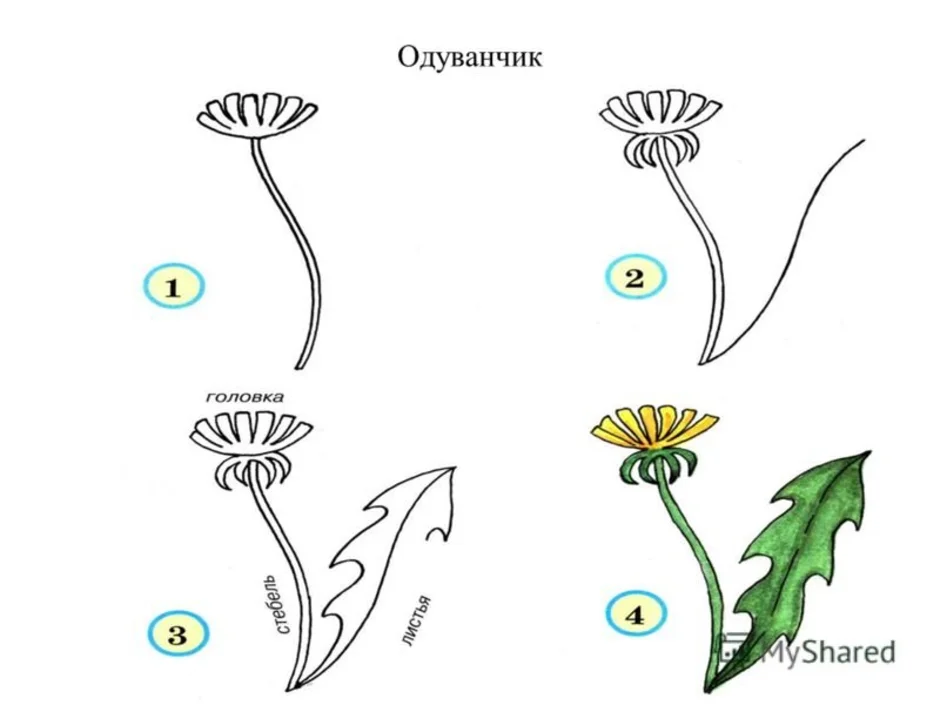 Нарисовать лист одуванчика поэтапно