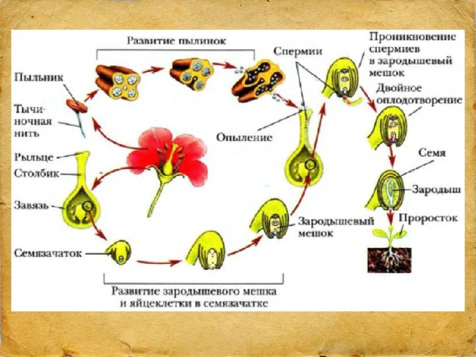 Схема оплодотворения биология 6 класс