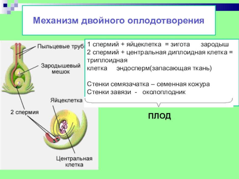 Двойное оплодотворение у цветковых растений схема 7 класс