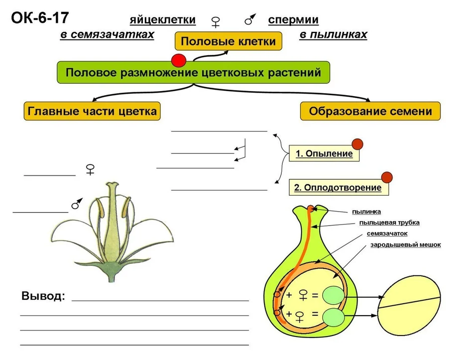 Схема оплодотворения биология 6 класс