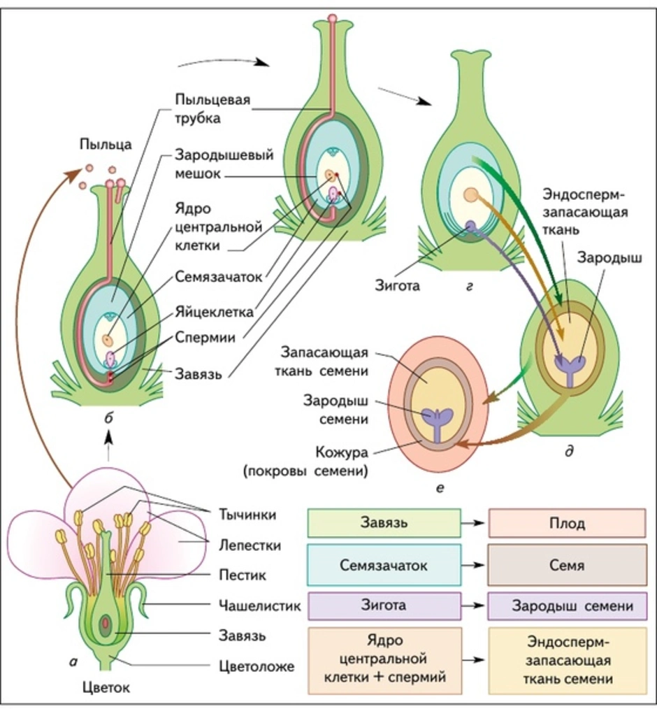 Двойное оплодотворение цветковых растений схема 6 класс