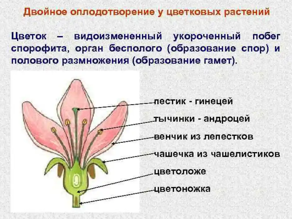 Цветок это орган. Чашечка венчик андроцей. Прицветник чашечка андроцей гинецей венчик. Схема двойного оплодотворения у цветковых растений 6 класс. Пестик и тычинка оплодотворение.