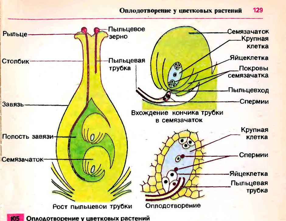 Какой цифрой на рисунке обозначен орган в котором происходит оплодотворение и идет развитие семян