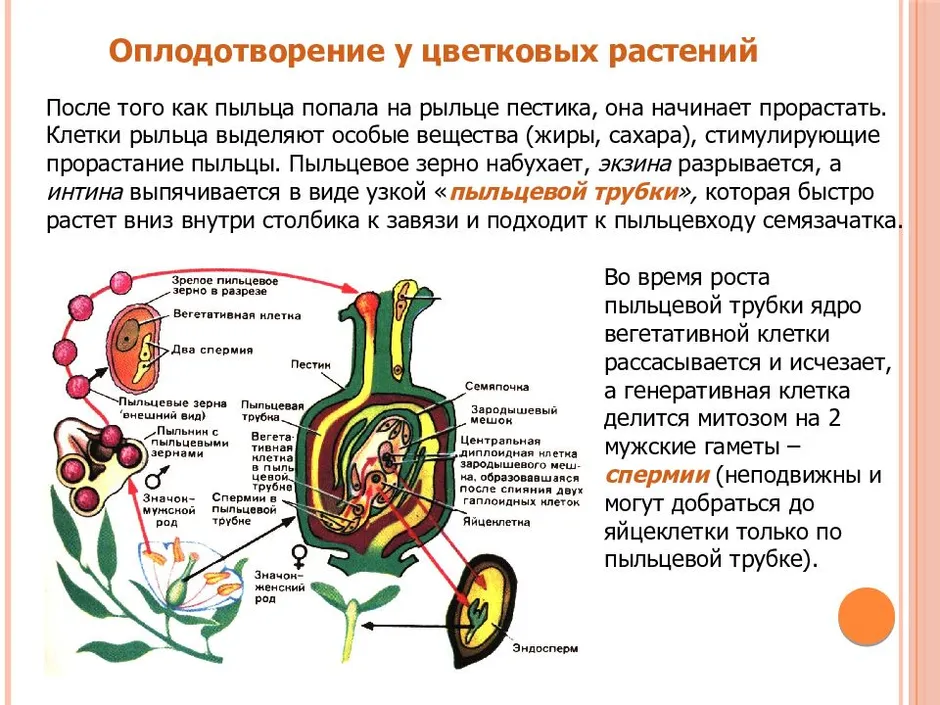 Двойное оплодотворение цветковых растений схема 6 класс