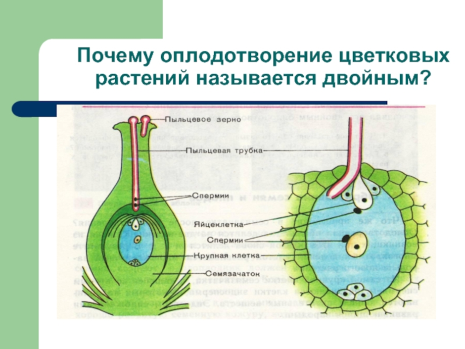 Схема оплодотворения у цветковых растений 6 класс