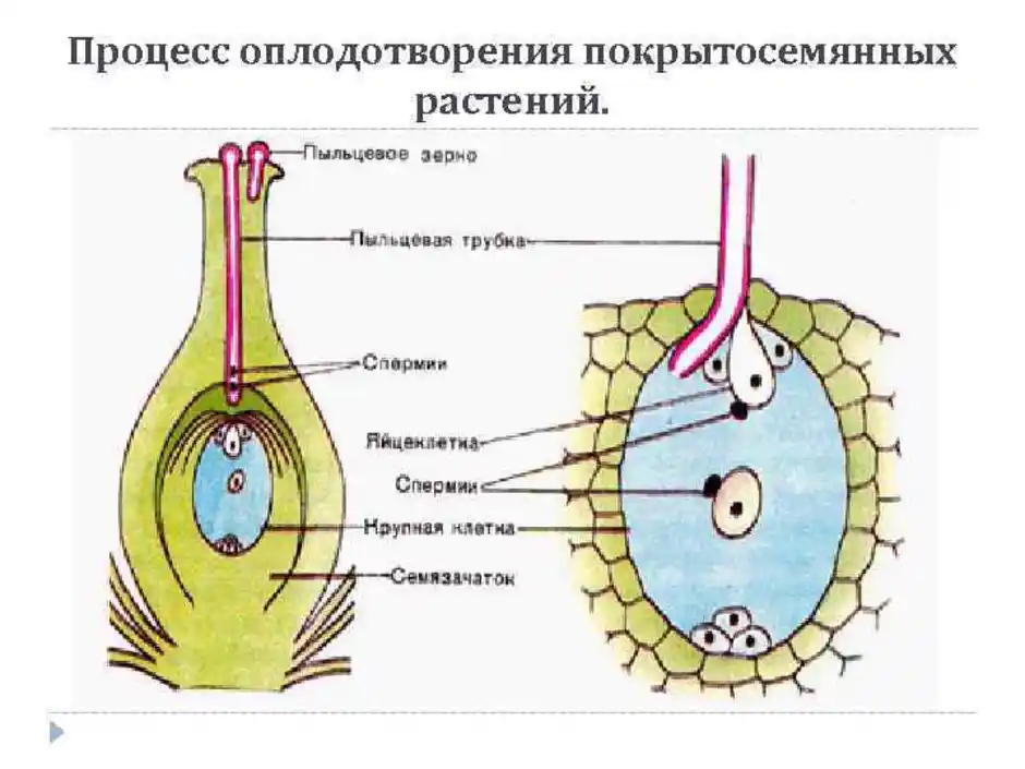 Размножение и оплодотворение растений 6 класс презентация