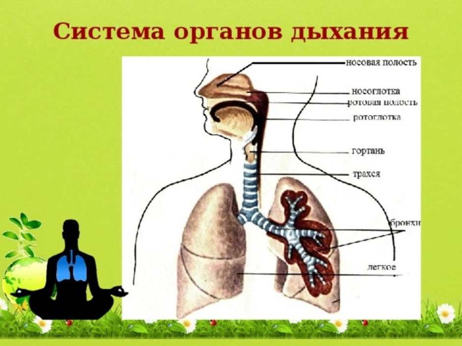 Дыхание биология. Схема дыхательной системы человека 8 класс. Дыхательная система органов дыхания биология 8 класс. Строение дыхательной системы человека биология 8 класс. Система органов дыхания человека биология 8 класс.