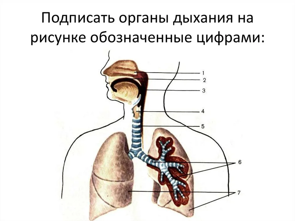 Выберите три верно обозначенные подписи к рисунку на котором изображена система органов дыхания