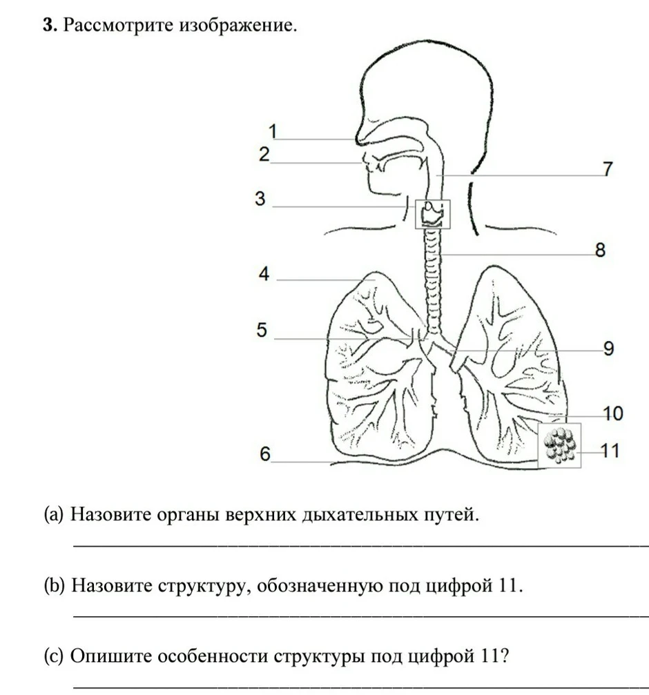 Выберите три верно обозначенные подписи к рисунку на котором изображено строение дыхательной системы