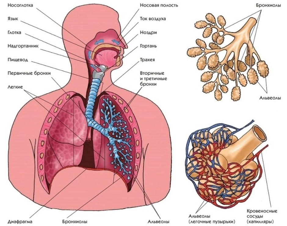 Легкие гортань бронхи. Органы дыхания человека схема. Система органов дыхания схема. Органы дыхательной системы схема. Дыхательная система органов дыхания рис 52.
