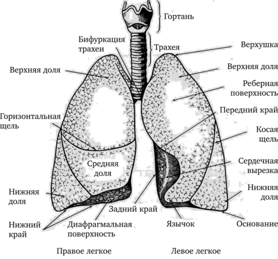 Строение дыхательной системы рисунок без подписей