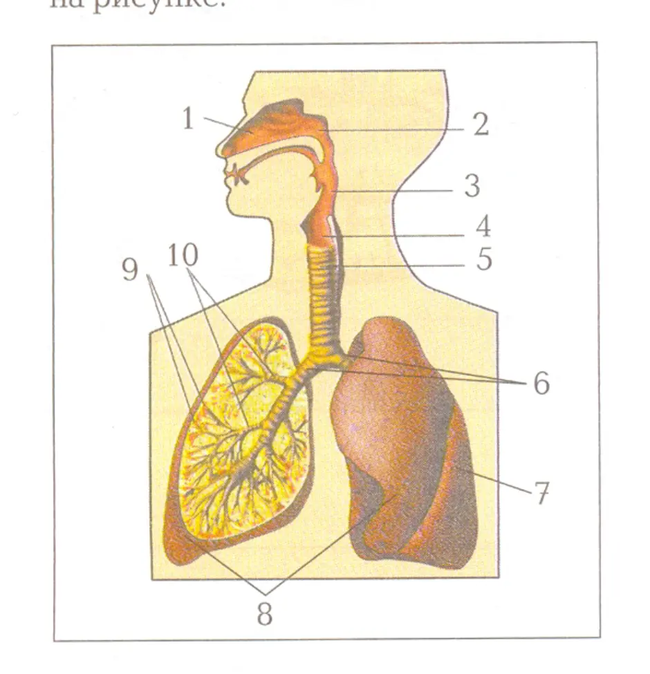 Орган рисунок биология. Строение дыхательной системы человека без подписей. Строение дыхательной системы человека биология. Дыхательная система органов дыхания рис 52. Дыхательная система органов дыхания 8 класс.