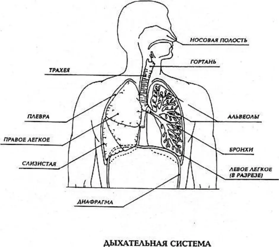 Схема системы человека