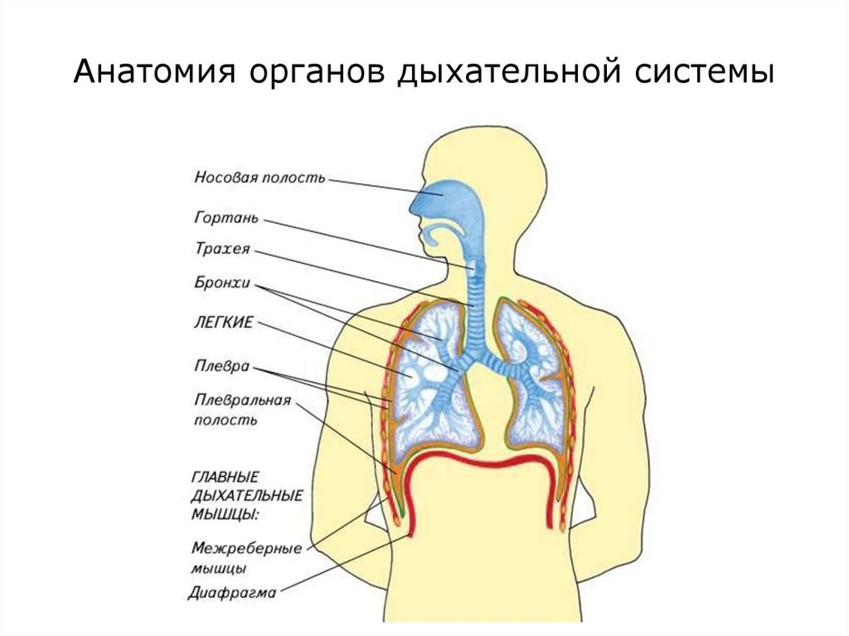 Определите на каком рисунке показаны открытые и закрытые дыхательные пути