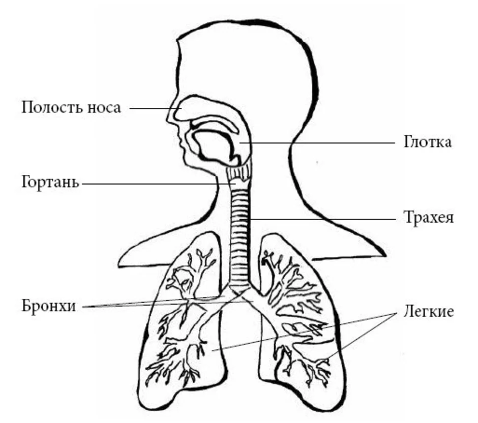 Носовая полость трахея бронхи составляют