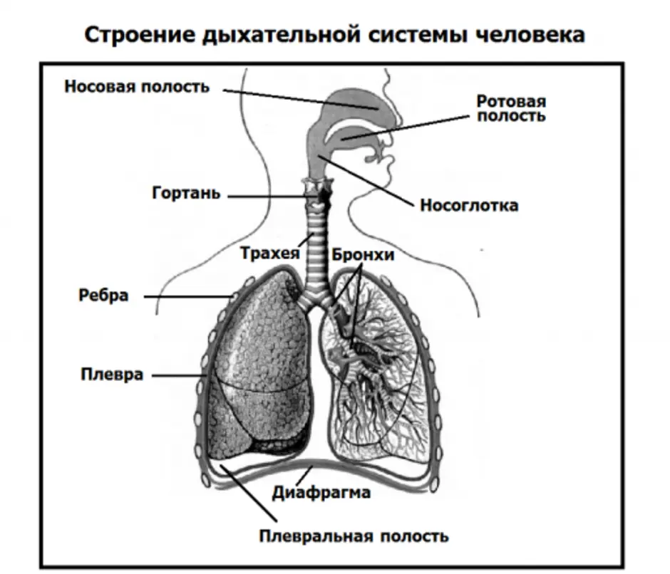 Легочное дыхание строение. Система строения дыхательной системы. Структура дыхательной системы. Схема строения дыхательной системы. Система органов дыхания человека схема.