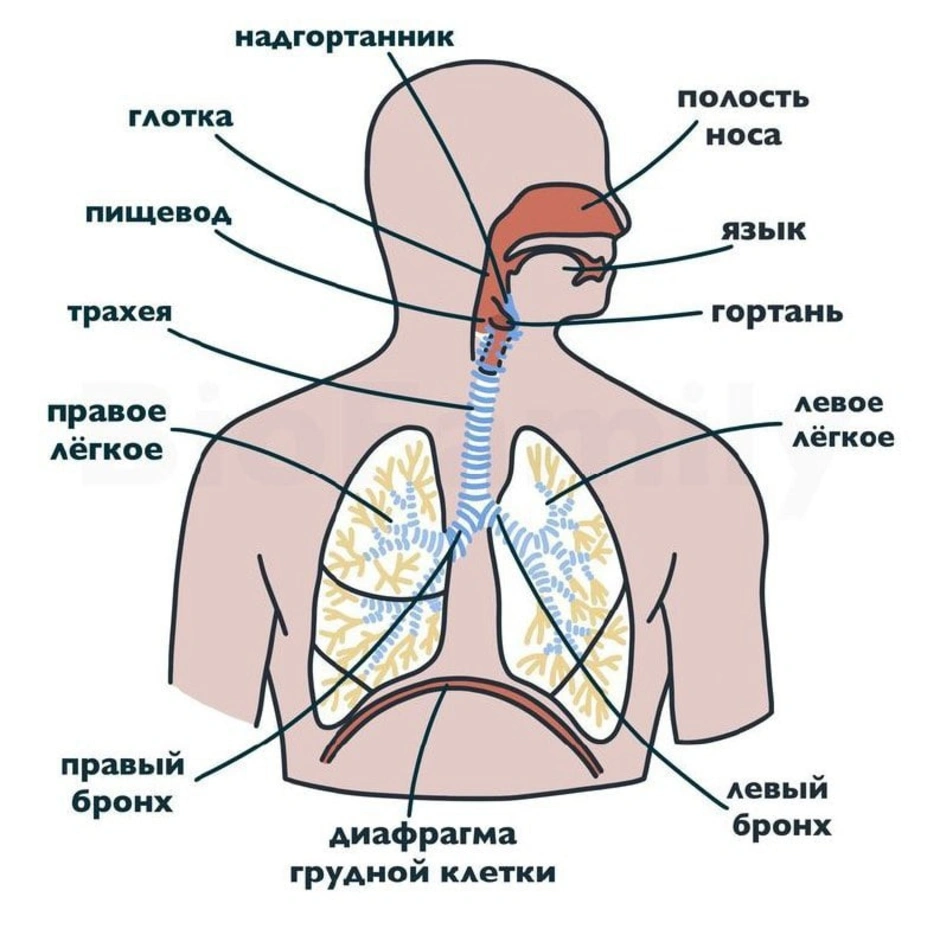 Рассмотрите рисунок напишите названия органов дыхания обозначенных цифрами