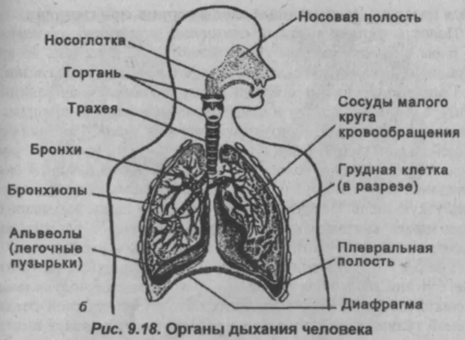 Соотнесите изображение органа дыхания с представителем класса. Строение дыхательной системы человека. Дыхательная система человека схема. Схема строения органов дыхания. Дыхательная система человека схема ЕГЭ.