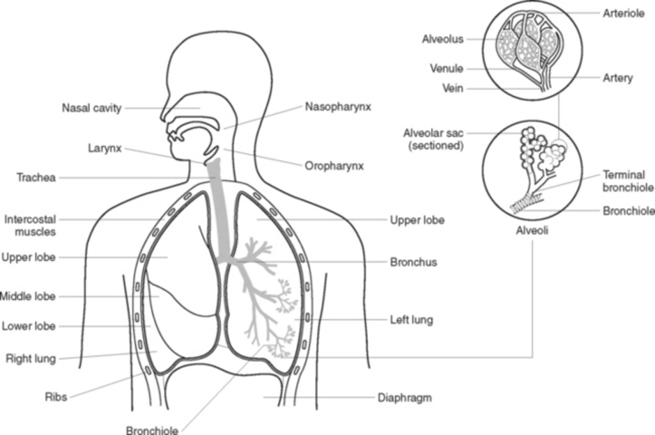 Дыхательная латынь. Дыхательная система человека органы дыхания. Анатомия органов дыхательной системы. Схема строения дыхательной системы. Органы дыхательной системы человека рисунок.