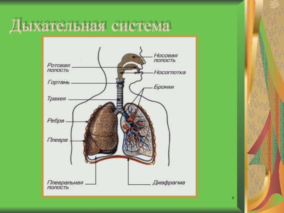 Дыхательная система проект 8 класс