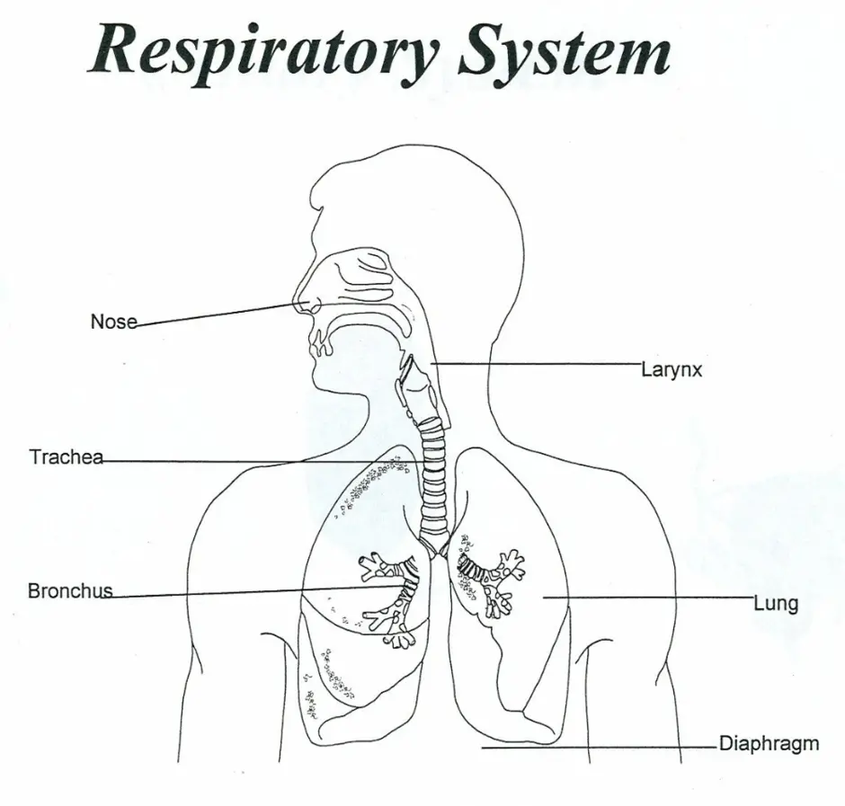 Дыхательная система картинка для детей