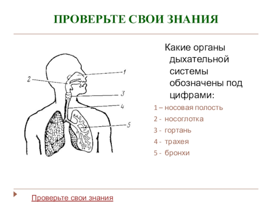 Органы дыхания человека рисунок