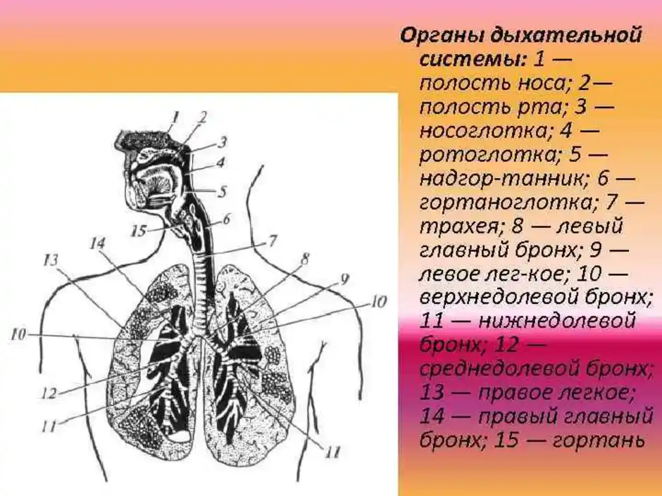 Рассмотрите рисунок напишите названия органов дыхания обозначенных цифрами