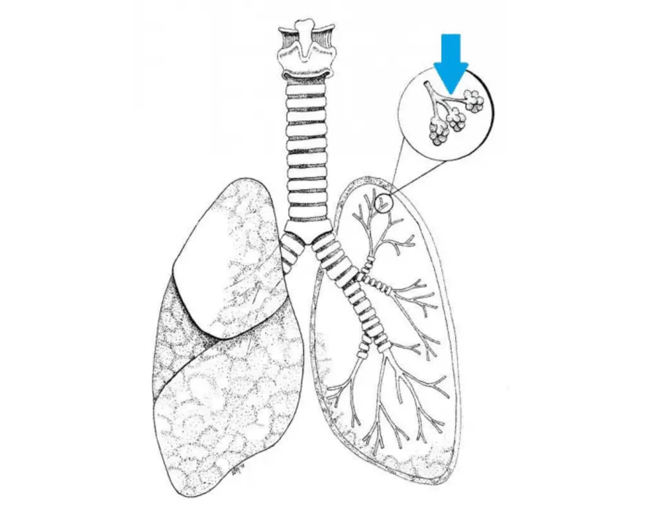 Легкие рисунок с подписями. Строение легких без подписей. Зарисовка дыхательной системы. Общий план строения легких. Легкие рисунки.