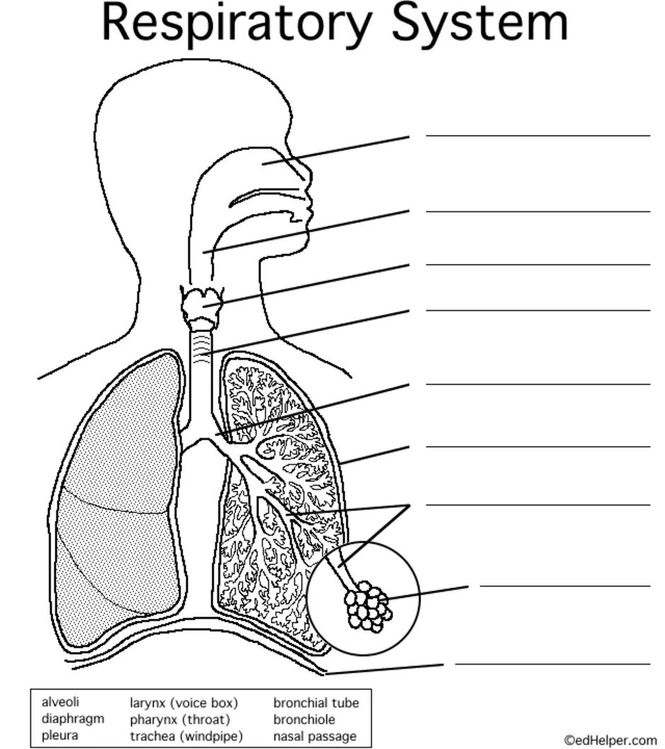 Рисунок дыхательной системы схема