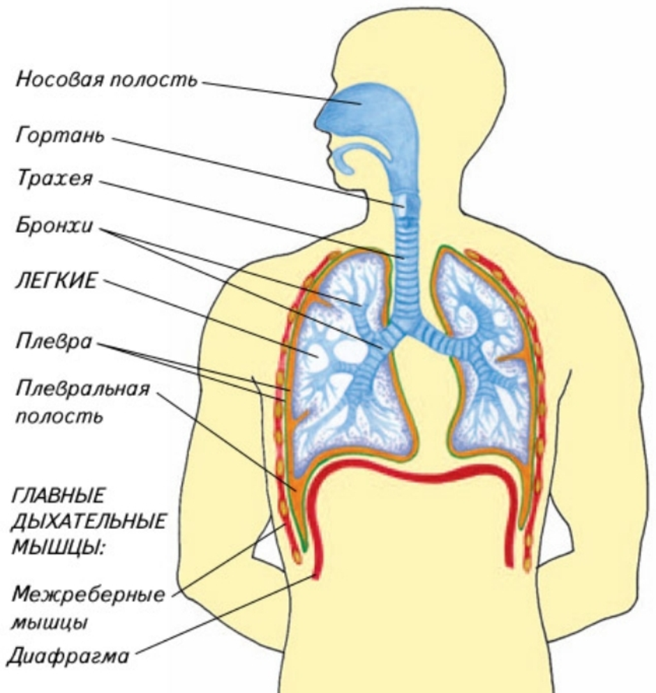 Дыхательная система картинка с подписями