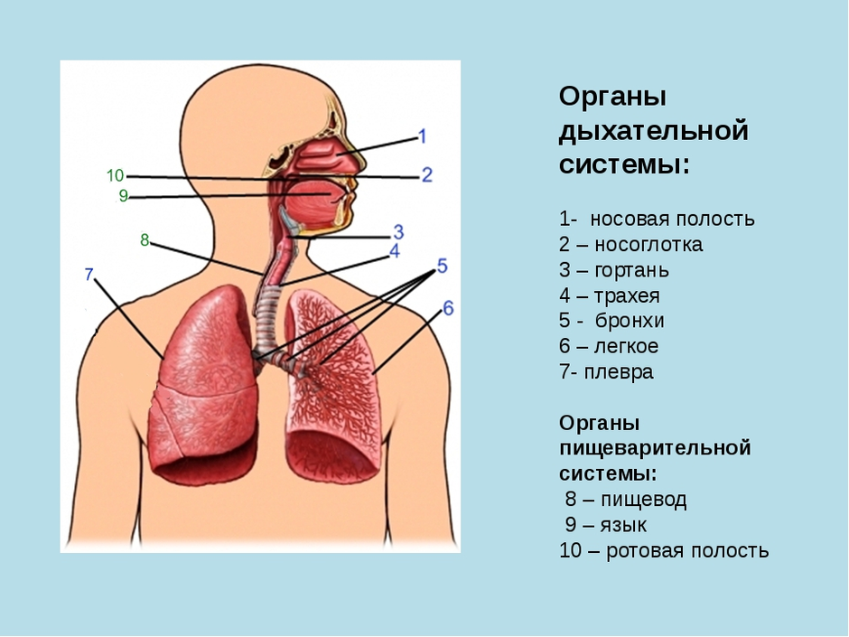 Дыхательная система картинка