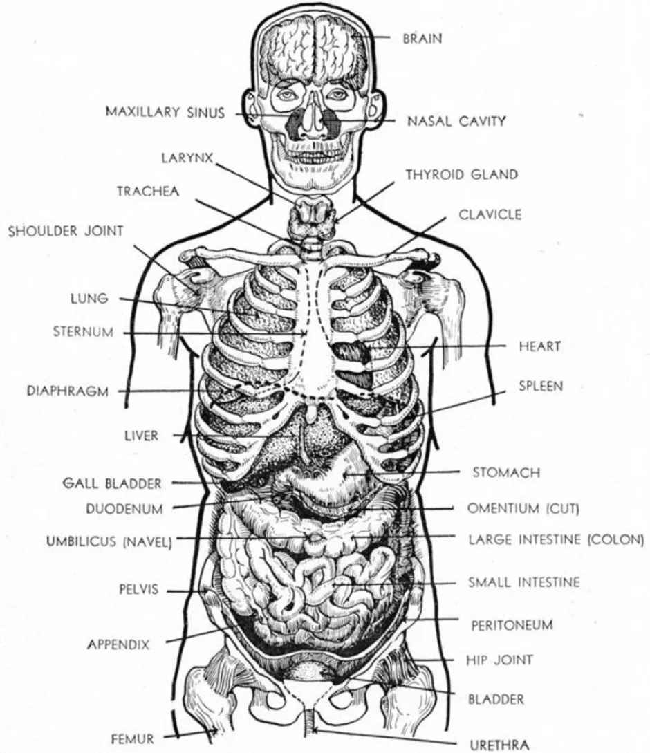 Внутренняя часть человека. Скелет и внутренние органы человека схема расположения. Скелет человека с расположением внутренних органов. Внутренности человека анатомия схема. Скелет человека с органами в полный рост.