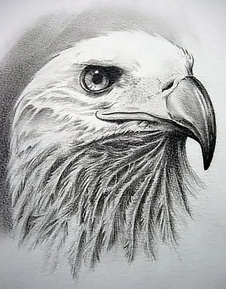 Рисунок орла. Срисовки тату Орел карандашом. Орел на плече рисунок карандашом. Орёл рисунок Графика чёрный. Орёл для срисовки аэрографом.