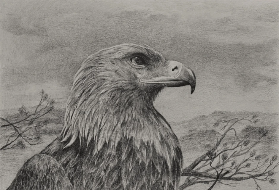 Рисунок орла. Рисование орла. Орел карандашом. Рисунки Орлов. Нарисовать орла карандашом.
