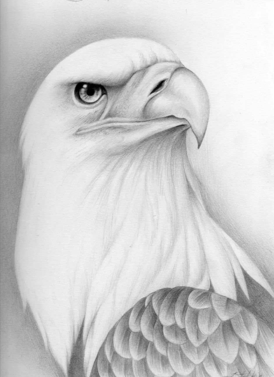 Рисунок орла. Орел карандашом. Рисунки Орлов карандашом. Красивый рисунок орла карандашом. Нарисовать орла карандашом.