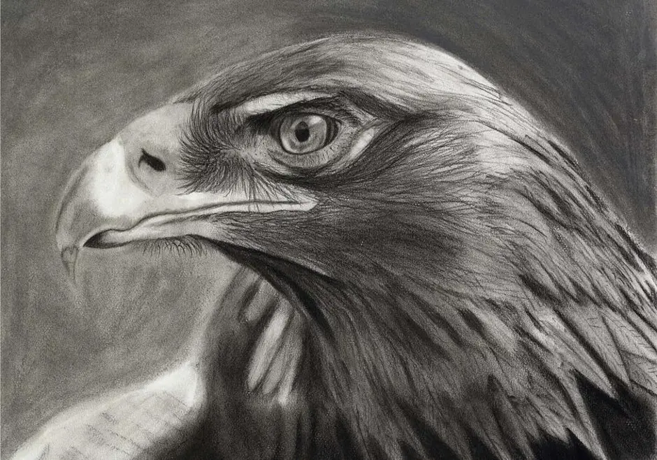 Рисунок орла. Орел карандашом. Рисунки Орлов. Орел зарисовка. Зарисовки орла карандашом.