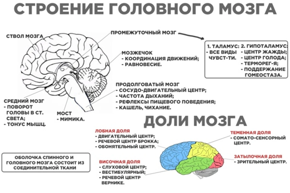 Заполните схему строение задних отделов головного мозга