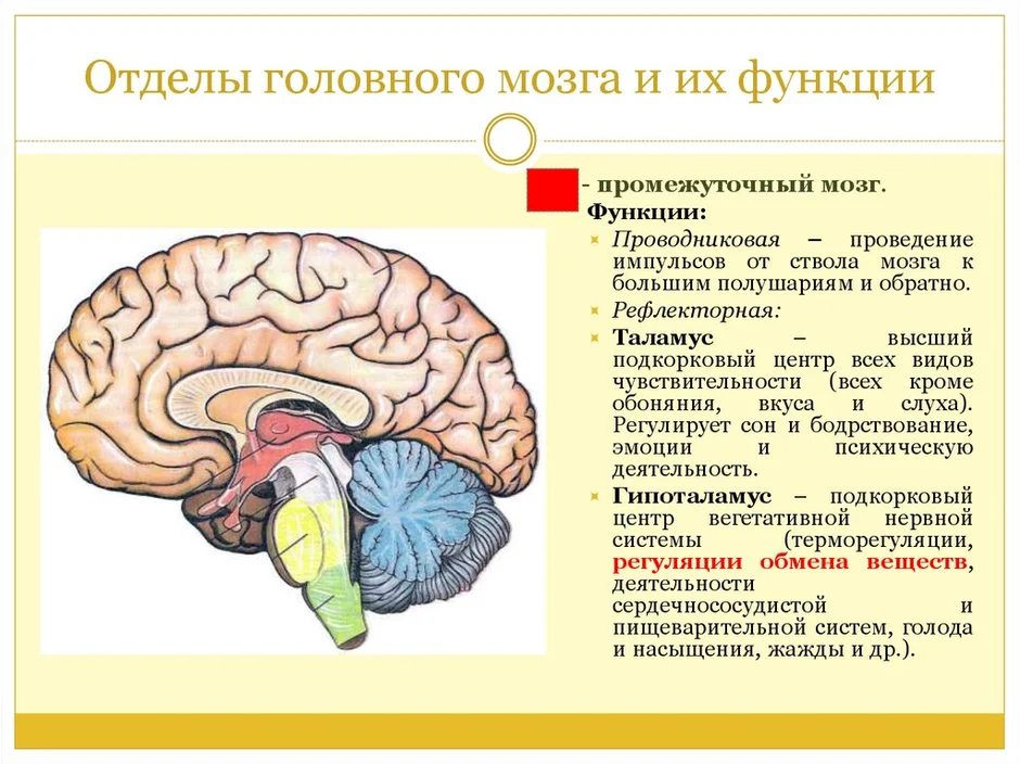 Отделы мозга и их функции рисунок с подписями