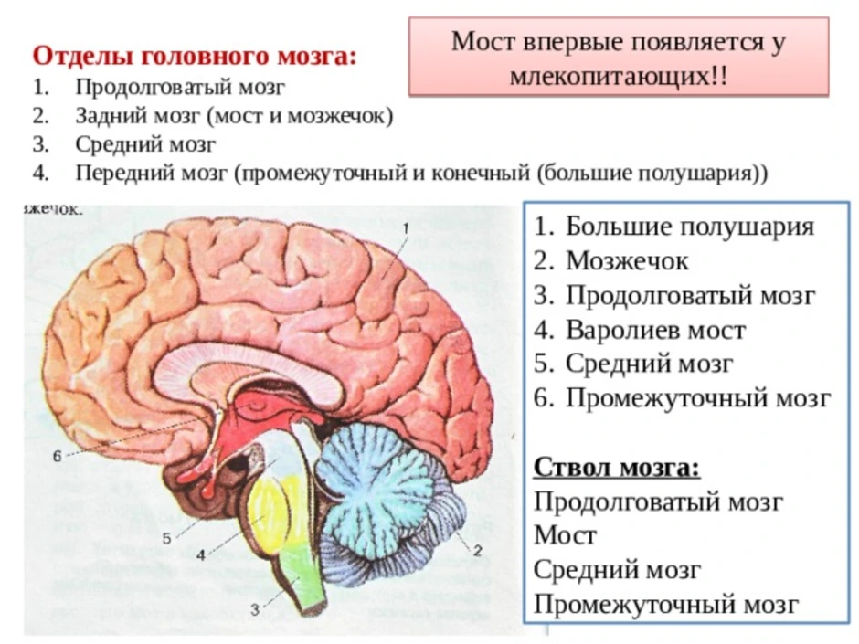 Отделы входящие в состав головного мозга млекопитающих. Головной мозг отделы и функции задний мозг. Головной мозг продолговатый средний задний промежуточный. Задний мозг продолговатый мост мозжечок. Строение головного мозга продолговатый мозг.