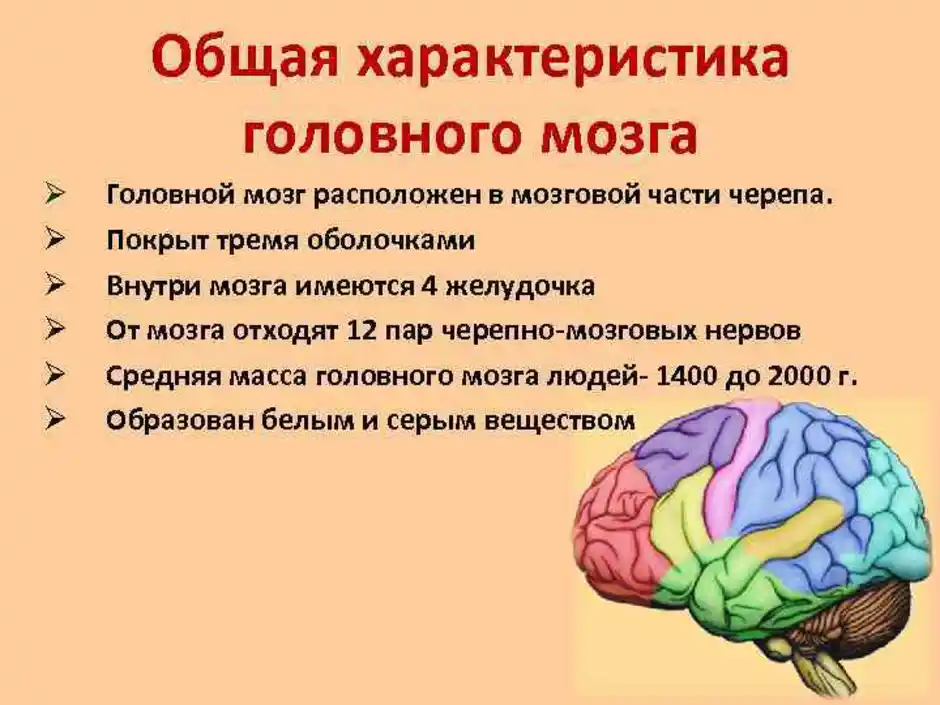 Виды мозга. Головной мозг биология 8 класс конспект. Основные функции отделов головного мозга. Головной мозг строение и функции. Строение мозга и его функции.