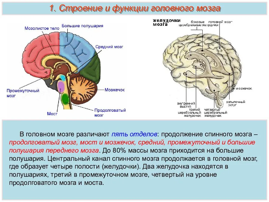 Где находится мозжечок у человека в голове фото и описание