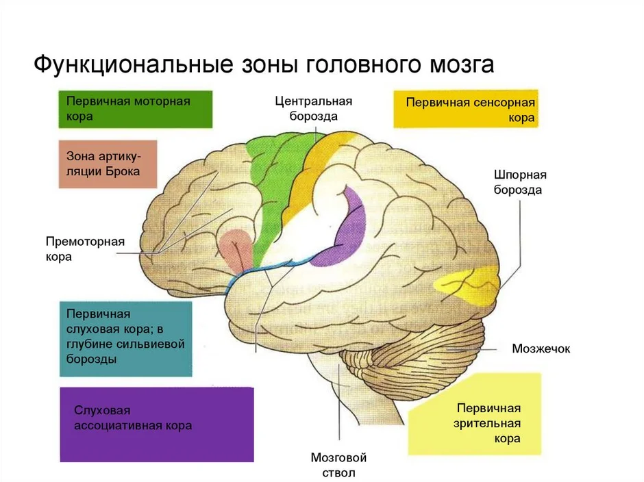 Зоны головного мозга рисунок с подписями