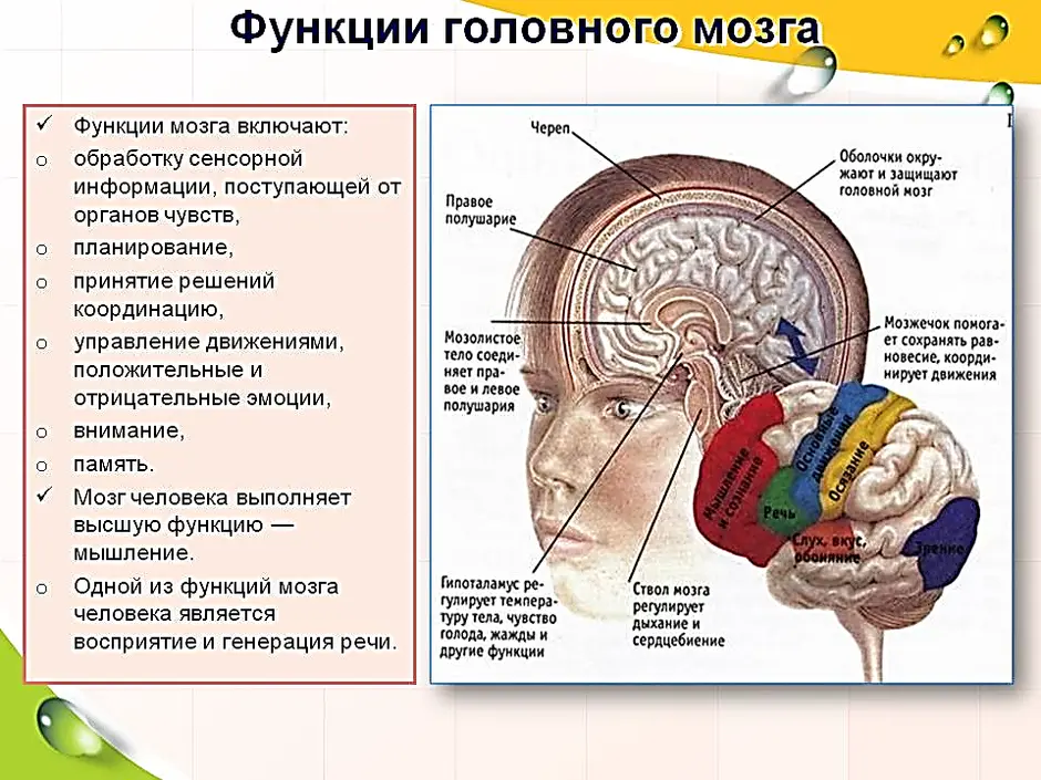 Строение и функции головного мозга презентация 8 класс биология