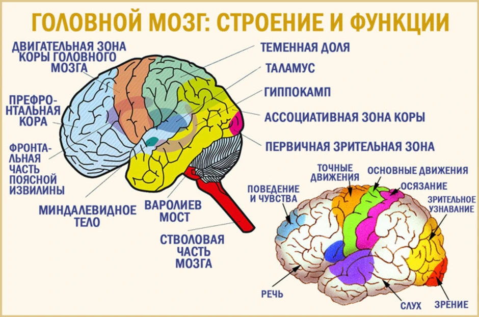 Функциональные зоны мозга. Строение долей головного мозга с функциями. Функции отделов головного мозга схема. Функции отделов коры головного мозга. Строение коры головного мозга, отделы.