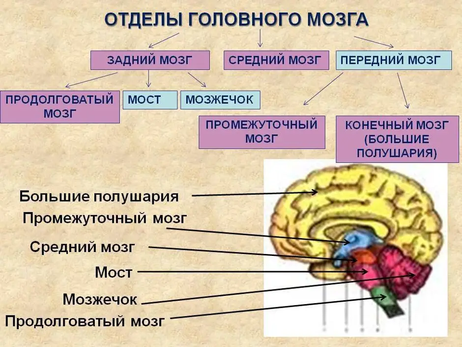 Какой буквой на рисунке обозначен отдел головного мозга в котором расположены центры обеспечивающие