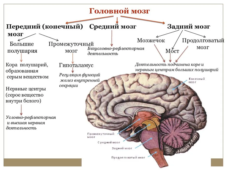 Строение мозга человека схема